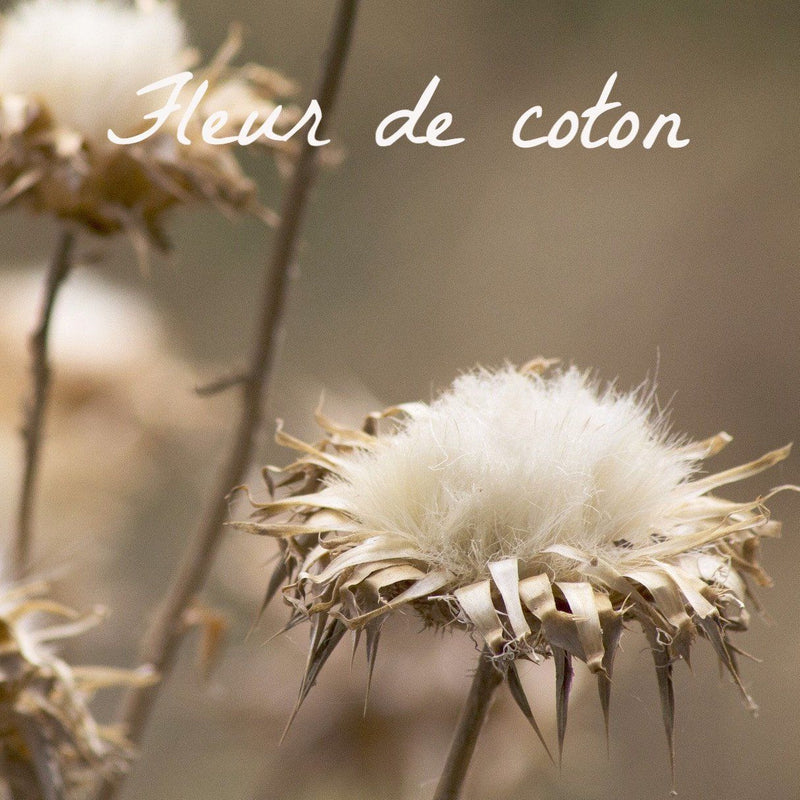 Bougie parfumée Fleur de coton - Bougies du Monde