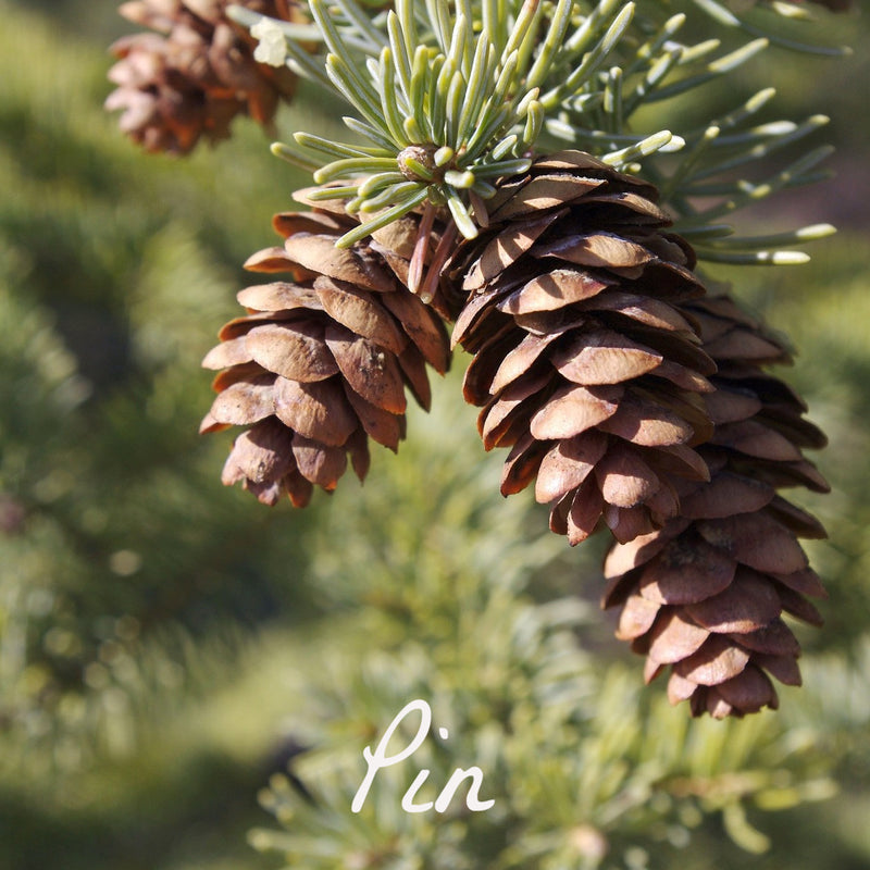 Bougie parfumée Pin des Landes - Bougies du Monde