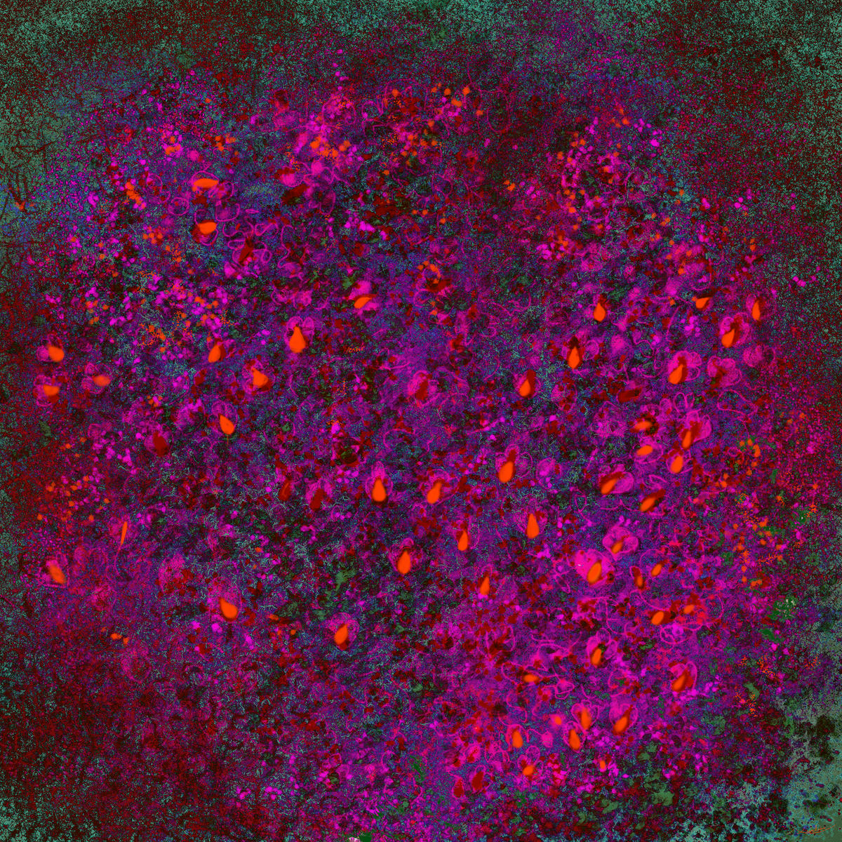 Carte postale artistique: L'arbre Violet