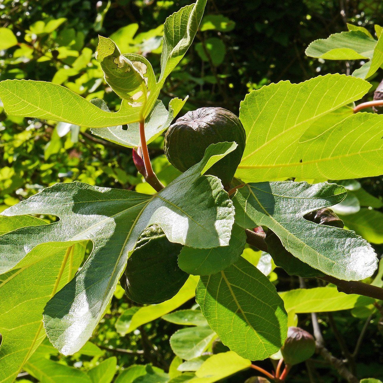 Bougie parfumée Feuilles de figuier - Bougies du Monde