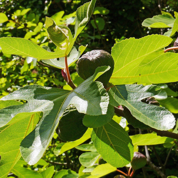 Bougie parfumée Feuilles de figuier - Bougies du Monde