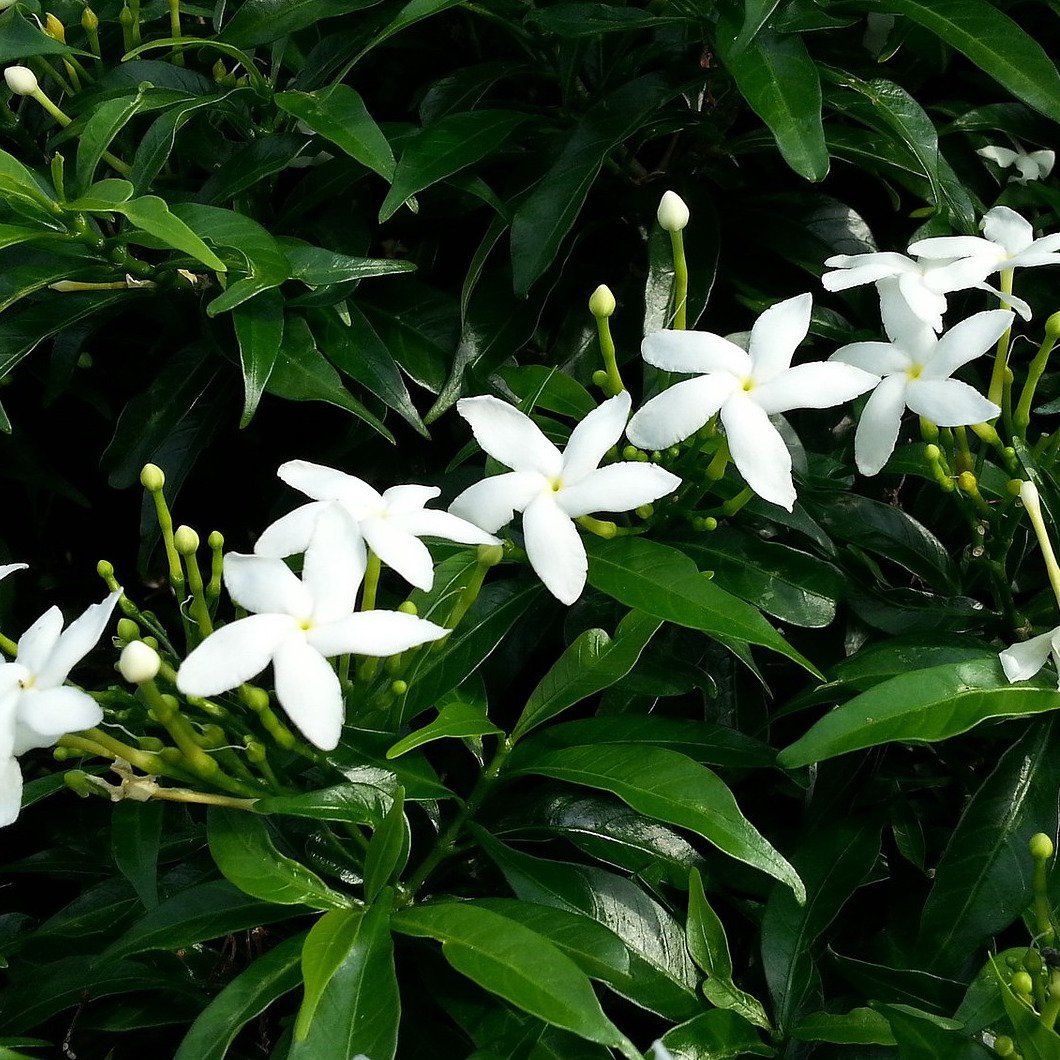 Bougie parfumée Jasmin - Bougies du Monde