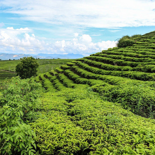 Bougie parfumée Thé vert de Bali - Bougies du Monde