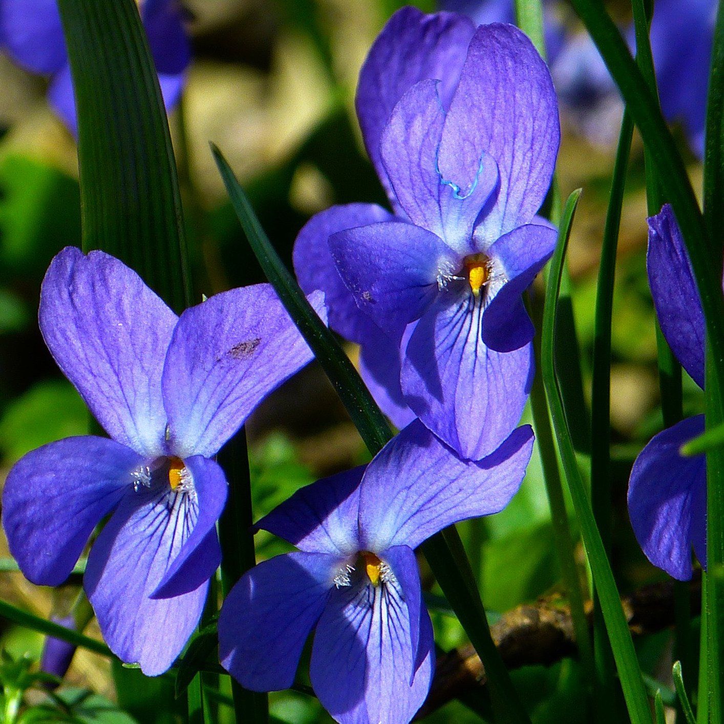 Bougie parfumée Violette de toulouse - Bougies du Monde