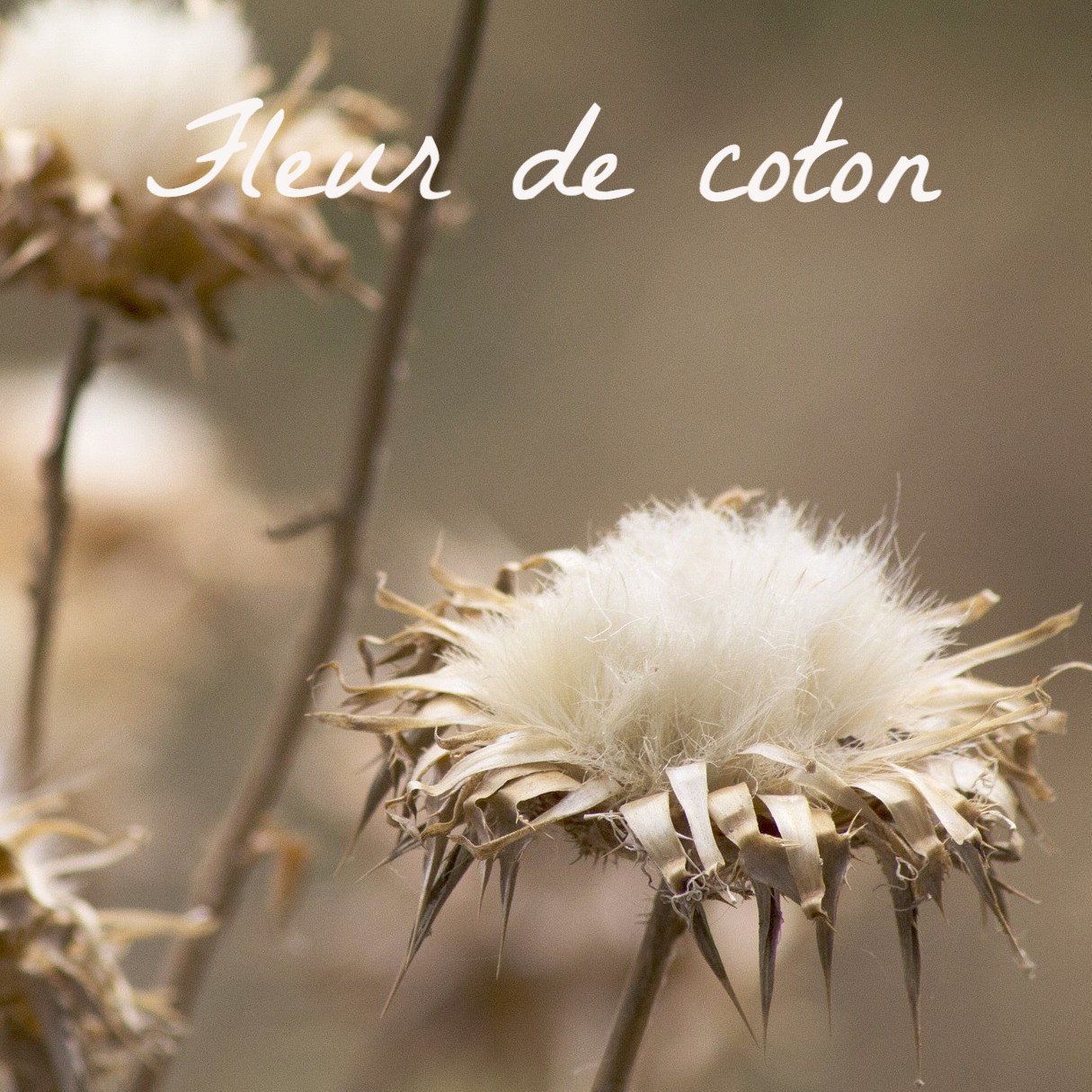 Bougie parfumée Fleur de coton - Bougies du Monde