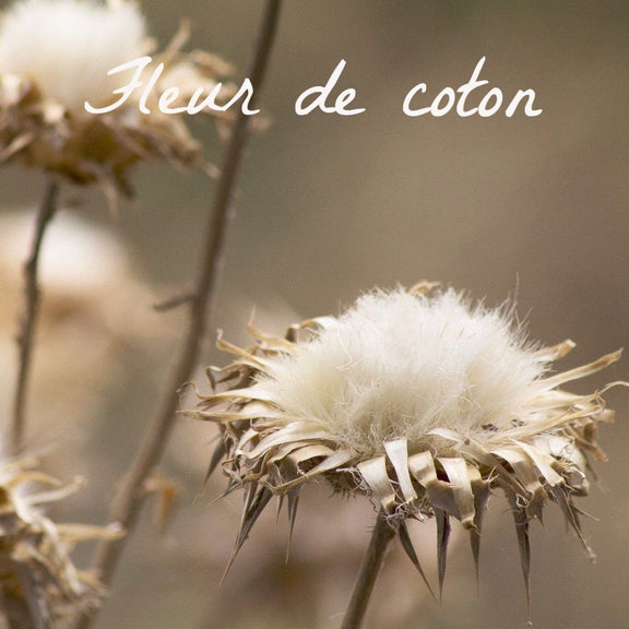 Bougie parfumée Fleur de coton - Bougies du Monde