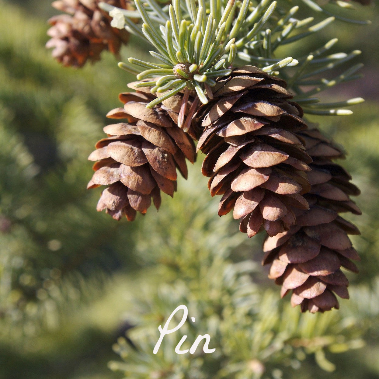 Bougie parfumée Pin des Landes - Bougies du Monde