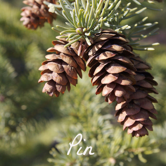 Bougie parfumée Pin des Landes - Bougies du Monde
