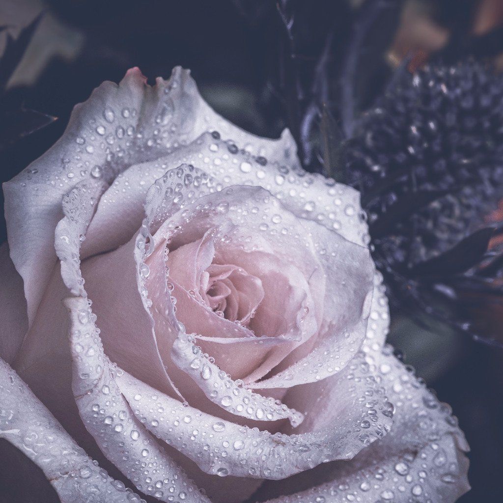Bougie parfumée Rose poudrée – Bougies du Monde