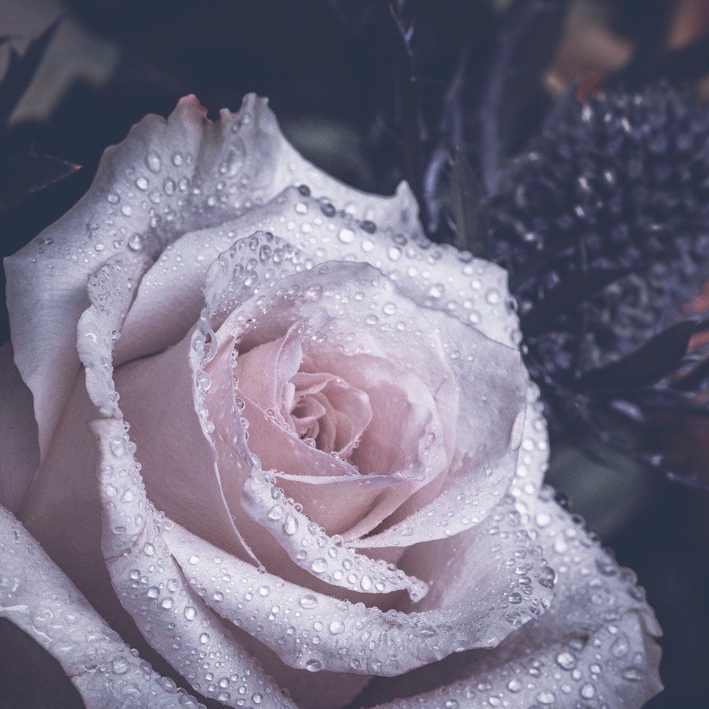 Bougie parfumée Rose poudrée - Bougies du Monde