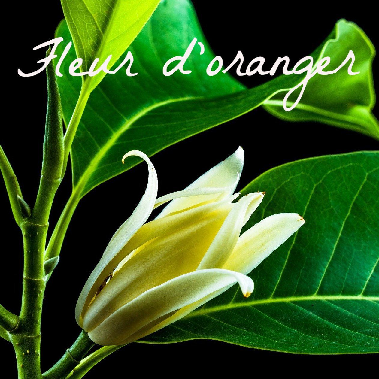 Bougie parfumée Fleur d'oranger de Marrakech - Bougies du Monde